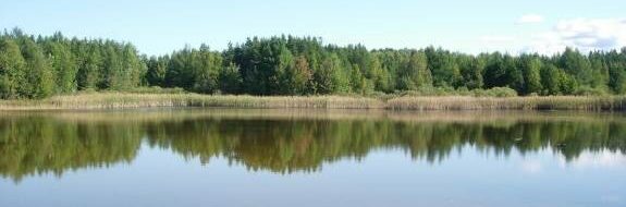 Calm lake surrounded by forest trees under blue sky.